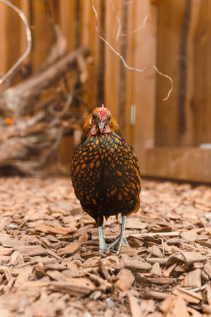 A vibrant, spotted chicken confidently wanders through the wood chipcovered ground of a cozy backyard, capturing the essence of farm life and poultry eleganceの写真素材
