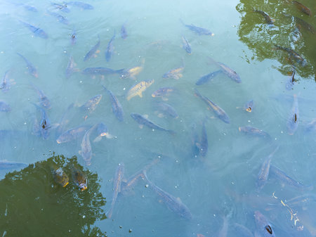 A serene view of fish swimming in a clear pond reflects natures beauty, ideal for nature lovers, offering a glimpse into the tranquil life below the waters surfaceの写真素材