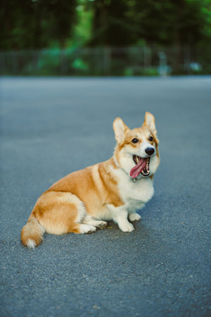A fluffy corgi, displaying a playful pose, comfortably rests on a smooth surface, fully embodying canine joy amidst a vibrant, lush, green outdoor setting filled with natureの写真素材