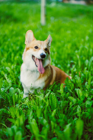 A cheerful and happy corgi, joyfully frolicking with its tongue out, amidst the lush and vibrant green grass, showcasing pure joy and fun in a sunny outdoor settingの写真素材