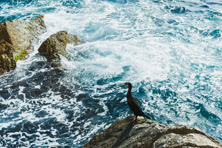 A black cormorant stands proudly on a rugged rock, overlooking the rolling waves of a vibrant ocean. Bright sunlight illuminates the scene, highlighting the harmony of nature.の写真素材