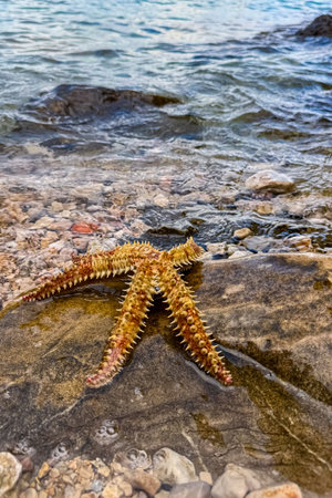 A vibrant starfish lies on a smooth rock, partly submerged in clear water. The sun sets on the...