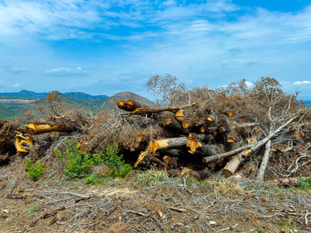 Recently cut trees are piled high in a forested area with bare branches and fresh stumps. The landscape features distant mountains under a clear blue sky.の写真素材