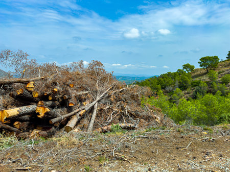Cut logs and branches are stacked on a hillside surrounded by trees, showing the impact of logging in a rural area under a bright blue sky.の写真素材