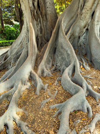 Twisted roots emerge from the base of a grand tree, meandering across the ground. Sunlight filters...