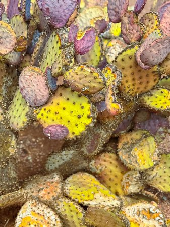 A striking collection of cacti displays a blend of yellow, purple, and green pads under bright sunlight, highlighting the intricate textures and natural beauty of the desert setting.の写真素材