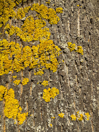 A close view of a tree trunk showcases vibrant yellow lichen against rough bark, highlighting the harmony of colors and textures in a peaceful woodland setting.の写真素材