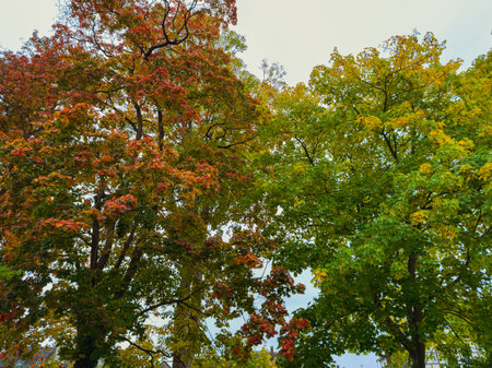Brightly colored leaves adorn majestic trees in a peaceful park, capturing the essence of autumn as...