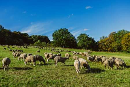 A vast field filled with grazing sheep creates a serene landscape. The sky is bright blue, with fluffy clouds scattered, and trees in the background add vibrant colors to the scene.の写真素材