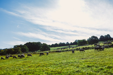 A peaceful scene unfolds as numerous sheep roam freely across a vibrant green pasture. The bright sun shines above, illuminating the landscape and creating a serene atmosphere ideal for grazing.の写真素材