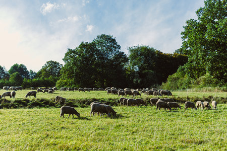 Amidst lush green grass, a large number of sheep graze quietly under a clear blue sky. Tall trees...