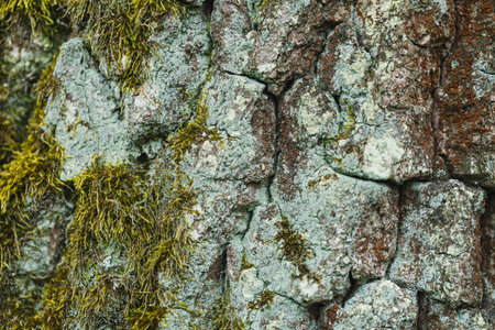 A close-up view reveals moss and lichen adorning the rough bark of an ancient tree, bathed in soft, early morning light, highlighting the beauty of nature's intricate details.の写真素材