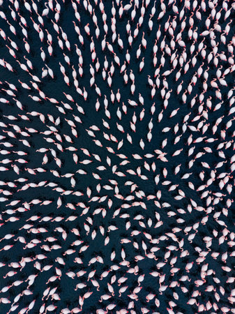 Large numbers of flamingos are gathered closely together on dark water, creating patterns with their shapes against the surface in bright daylight.の写真素材