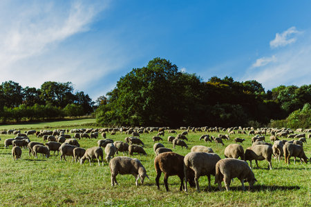 A large group of sheep grazes on lush green grass under a clear blue sky. Trees stand proudly in the background, creating a serene atmosphere in the countryside during a warm afternoon.の写真素材