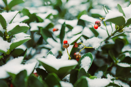 Green leaves and red berries are visible, covered in snow, showing a winter scene with cold weather. The snow adds a layer on top and around the plants.の写真素材
