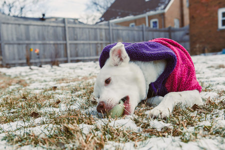A dog enjoys chewing a ball while lying on the snowy ground in a backyard wearing a bright sweater...