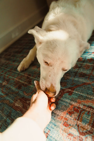 A dog is gently touching a person's hand while sitting on a rug in a cozy indoor space during the...
