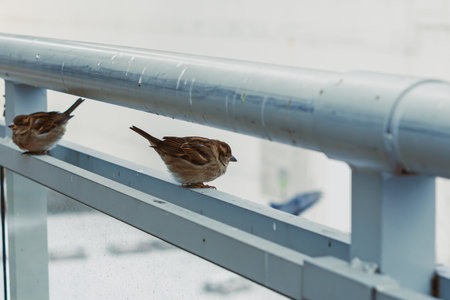 Two small birds stand on a metal railing at a building during the day with a blurred background...