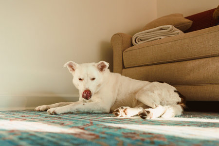 A dog is lying on a rug in a living room, licking its nose and relaxing near a sofa in the afternoon...