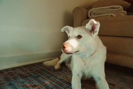 A white dog lies on a blue rug next to a sofa as sunlight streams into the room, creating a warm...