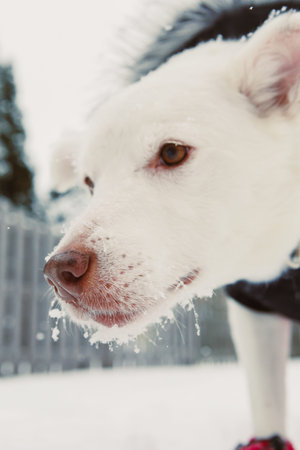 A dog with white fur stands in the snow, showing interest and curiosity in its surroundings at a...
