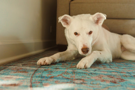 A white dog rests on a blue rug in a living room during the day. The dog looks towards the camera...