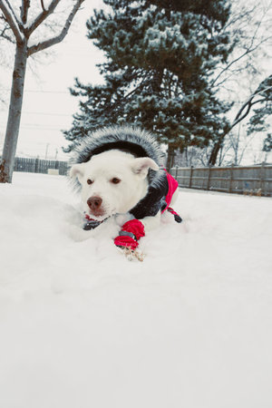 A white dog is enjoying the snow while wearing a coat in a park on a winter afternoon. Trees...