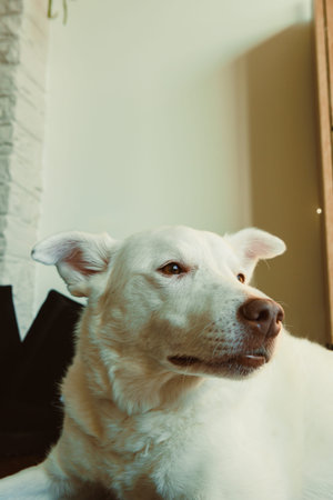 A dog is resting and looking to the right in a room with natural light coming from a window. The...