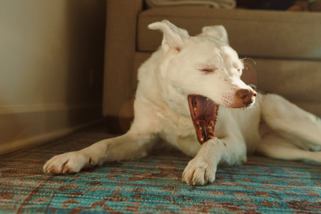 A white dog stretches and yawns on a soft rug in a cozy room with warm light coming in from a window