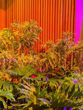 Plants grow in front of a wooden wall that has colorful lights shining on it. The scene shows green...