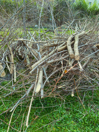 A pile of branches and twigs is gathered in a yard after a recent storm. The grass is visible around...