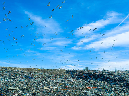 Large groups of seagulls hover above a landfill site filled with trash. The sky is bright blue with...