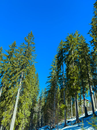 In a winter forest, tall green trees stand against a clear blue sky. Snow covers the ground, and sunlight filters through the branches, highlighting the scene.の写真素材