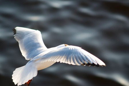 flying seagul with widely spread wings over water surfaceの写真素材