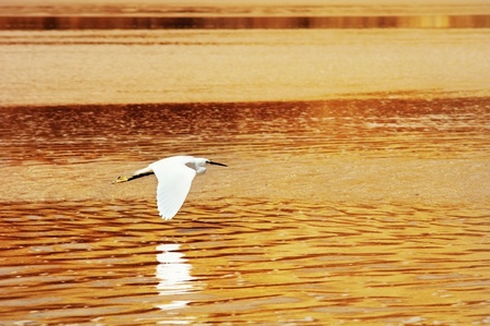 white bird flying above water surface at sunset      の写真素材