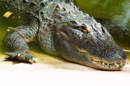 close-up of crocodile head lying river bank or lake shore のeditorial素材