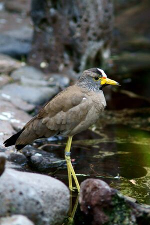small gray bird staying near water in tropical forestの写真素材
