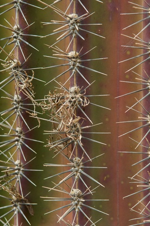 pattern of cactus texture with thorns or spikes backgroundの写真素材
