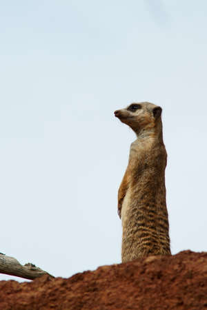 wildlife photo of meerkat (suricati) looking away with copy spaceの写真素材