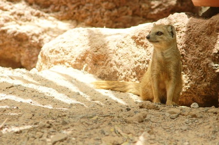 wildlife photo of one yellow mongoose in desertの写真素材