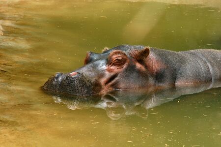 closeup of hippopotamus sitting in green water of lake or riverの写真素材