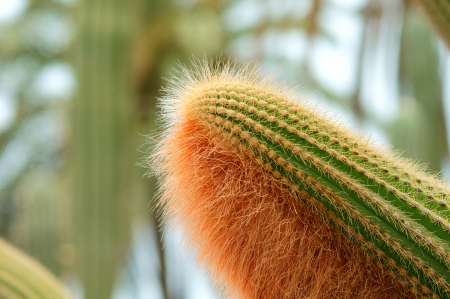 close-up of green succulent plantの写真素材