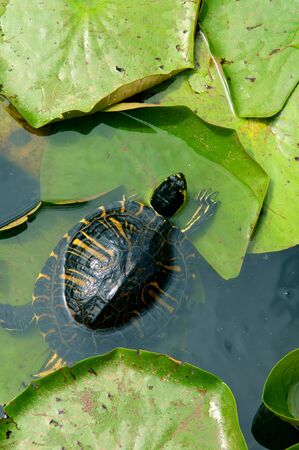 small turtle in water between big green leavesの写真素材