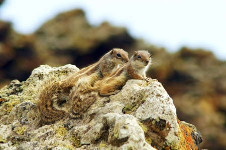 wildlife photo portrait of ground squirrelの写真素材