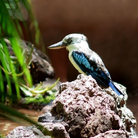 colourful small tropical bird sitting on a stoneの写真素材