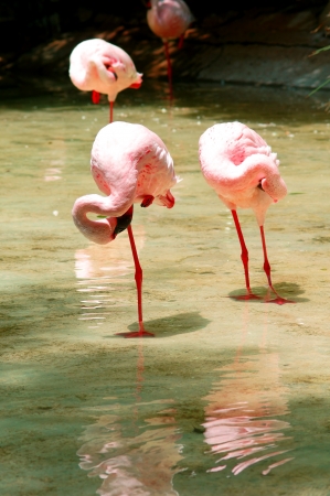several flamingos standing at the lakeの写真素材