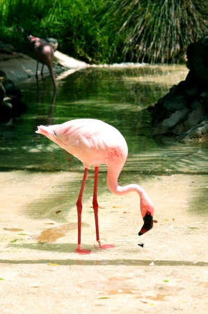 flamingo standing at the pondの写真素材