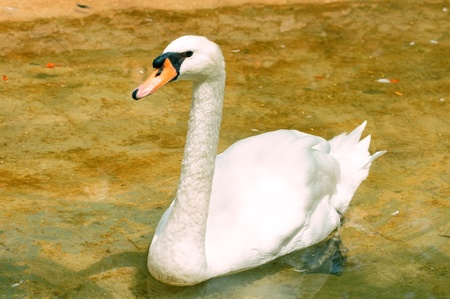 white swan on a perfect water surface of lake, pond or riverの写真素材
