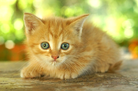 cute red kitten with blue eyes sitting on wooden table against green summer bokehの写真素材