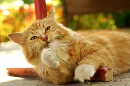 red cat playing with grass outdoorsの写真素材